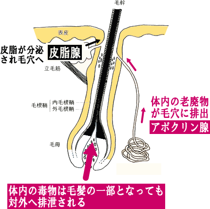 貧毛化について 皮脂 育毛剤で髪は本当には育たない